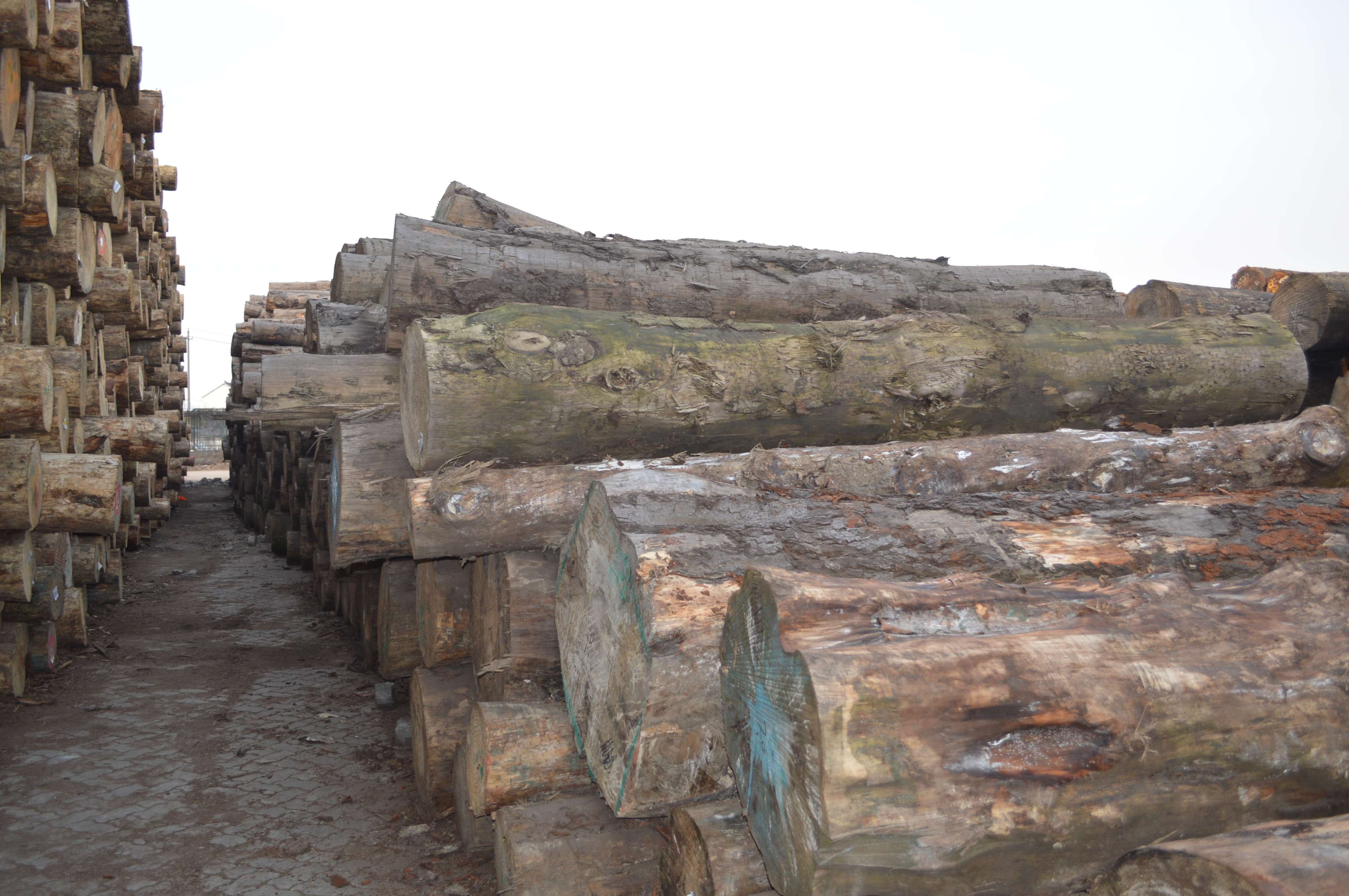 pulpwood Jingjiang National Forest Industry